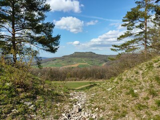forest in the mountains