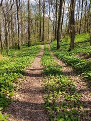 footpath in the park
