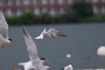 common tern