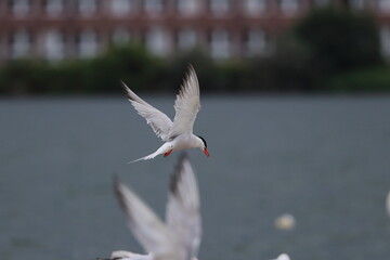 common tern