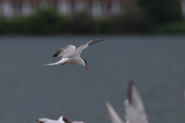 common tern