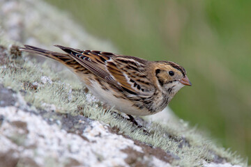Lapland Bunting, (Calcarius lapponicus) in winter plumage, on a rock, St. Mary's, Scilly Is., Cornwall, UK.