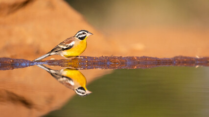 a Golden breasted bunting with reflection on water