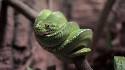 relaxing green reptile enjoying the breeze