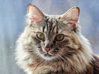 Portrait of a Norwegian forest cat on a light background.