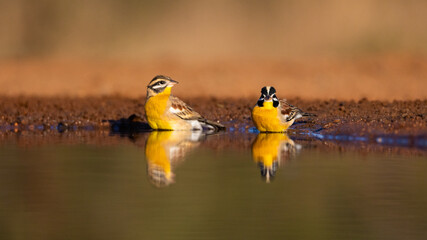 a pair of Golden breasted bunting with reflections on the water