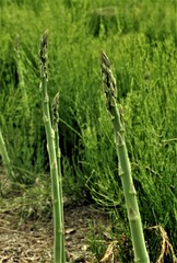 アスパラガスの収穫