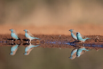 Blue waxbill with reflection on water