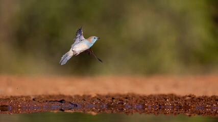a blue waxbill in flight