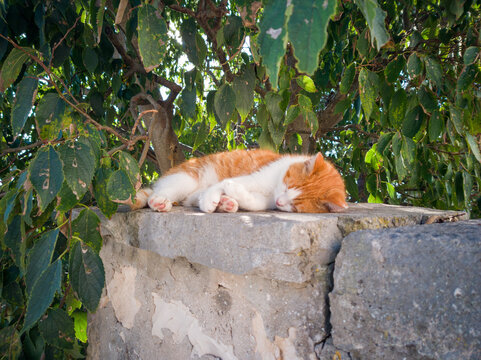 Closeup of an adorable ginger and white cat sleeping on the stone structure