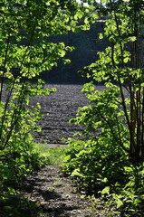 path in the forest