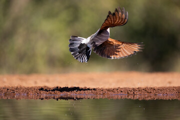 An emerald spotted wood dove flying away