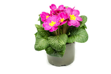 Pink primrose in pot isolated on white background