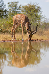 Impala ram drinking with reflection on water