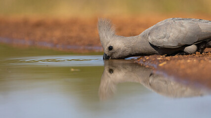 Grey go away bird at the waterhole