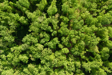 Naklejka premium View from above, stunning aerial view of a forest surrounded by a beautiful lush vegetation with green oak trees. Natural background.
