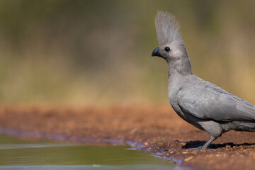 Grey go away bird at the waterhole