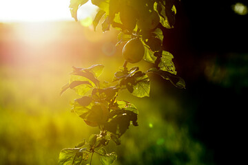 Obraz premium Jabłko silny zachód słońca sunset apple