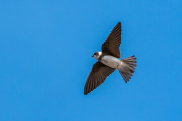 Sand Martin (Riparia riparia) in flight with a blue sky and copy space, a migrating bird that can be found flying in the UK in the spring  from March or April and is known as the Bank Swallow