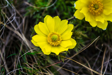 Fototapeta premium Wildflowers, Adonis spring. The first flowers of spring, the beginning of a new life. The concept of a bright new, yellow life.