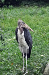 Marabu