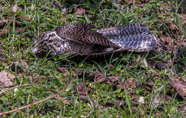 Fototapeta na wymiar Dead bird lying on the grass in the park. Corpse of a bird. Selective focus.