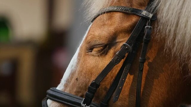 Close up portrait of a horse.Tenderness and caring for animals concept.