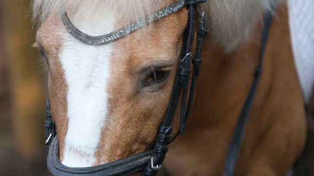 Close up portrait of a horse.Tenderness and caring for animals concept.