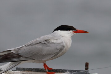 tern
