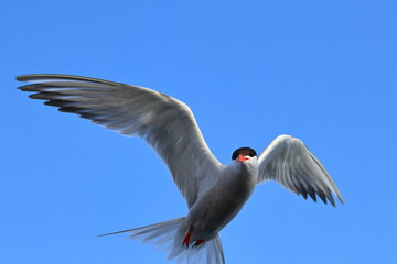 common tern

