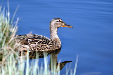 Stockente