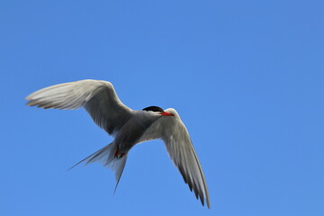 common tern

