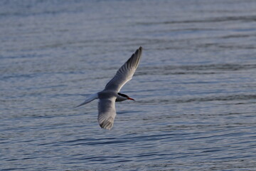 sterna hirundo

