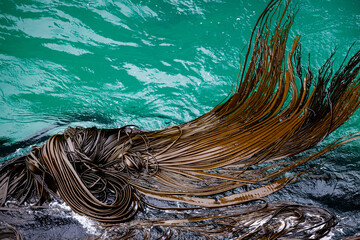 Kelp field in the sea off the Otago peninsula in New Zealand