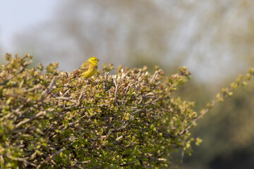 Yellowhammer (Emberiza citrinella) perched in a hedge