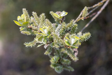 Apple-leaved Willow (Salix hastata)