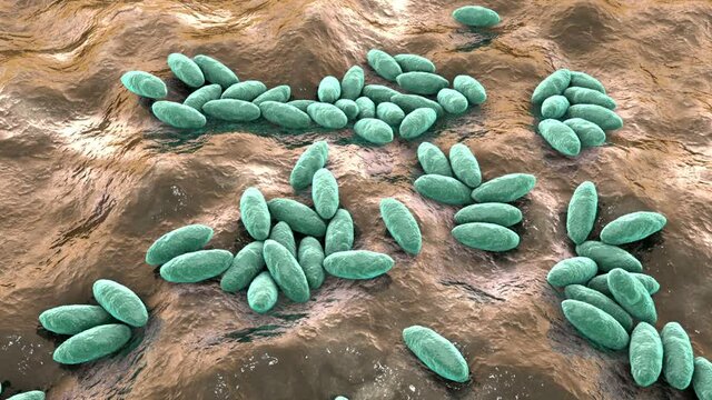 Brucella bacteria, 3D animation. Gram-negative bacteria that cause brucellosis in cattle and humans and are transmitted to humans by direct contact with ill animal or by contaminated milk