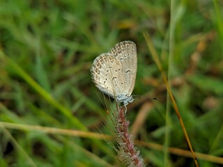 butterfly on grass