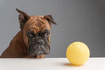 german boxer dog sits next to a toy ball with a sad look on his face