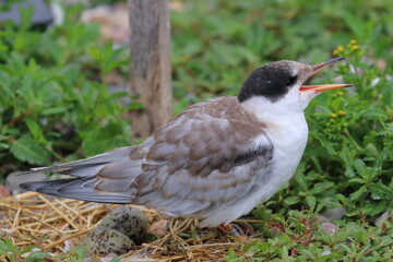 common tern chick
