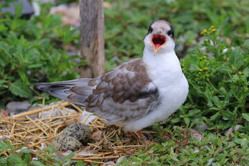 Obraz premium common tern chick