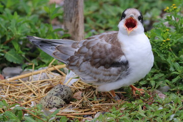 common tern chick