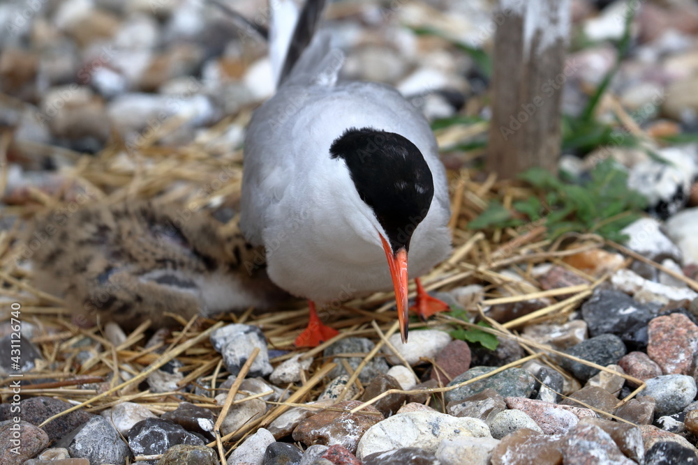 Canvas Prints common tern
