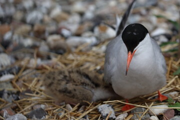 sterna hirundo
