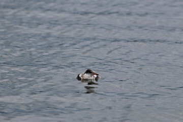 swimming tern chick