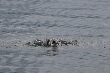 swimming tern chick