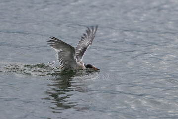young seabird