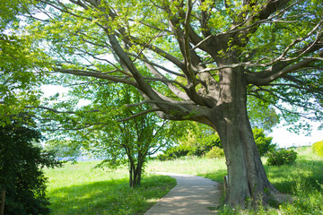 Fototapeta premium Park Tree
