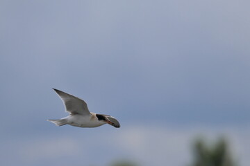 common tern