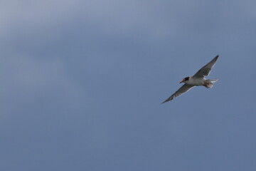 juvenile commone tern
